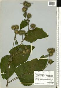 Arctium nemorosum Lej., Eastern Europe, Central forest-and-steppe region (E6) (Russia)