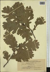 Quercus robur subsp. pedunculiflora (K.Koch) Menitsky, Western Europe (EUR) (Romania)
