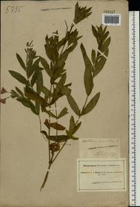 Epilobium hirsutum L., Eastern Europe, South Ukrainian region (E12) (Ukraine)