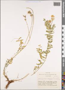 Astragalus agrestis Douglas ex Hook., Siberia, Yakutia (S5) (Russia)