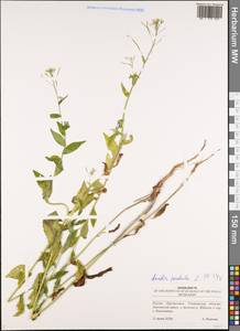 Catolobus pendulus (L.) Al-Shehbaz, Eastern Europe, Middle Volga region (E8) (Russia)