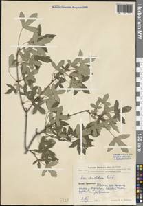 Acer pilosum var. stenolobum (Rehder) W. P. Fang, South Asia, South Asia (Asia outside ex-Soviet states and Mongolia) (ASIA) (China)