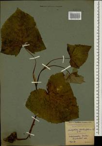 Cicerbita petiolata (C. Koch) Gagnidze, Caucasus, Krasnodar Krai & Adygea (K1a) (Russia)