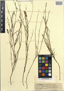 Linaria ramosa (Kar. & Kir.) Kuprian., Middle Asia, Muyunkumy, Balkhash & Betpak-Dala (M9) (Kazakhstan)