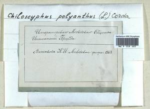 Chiloscyphus polyanthos (L.) Corda, Bryophytes, Bryophytes (no precise locality) (B0)