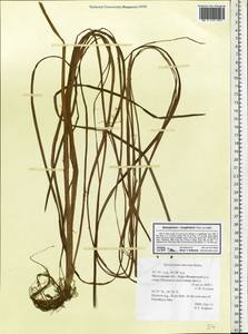 Sparganium gramineum Georgi, Eastern Europe, Moscow region (E4a) (Russia)