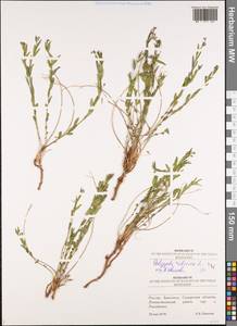 Polygala sibirica L., Eastern Europe, Middle Volga region (E8) (Russia)