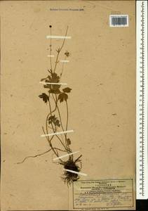 Ranunculus caucasicus M. Bieb., Caucasus, Armenia (K5) (Armenia)