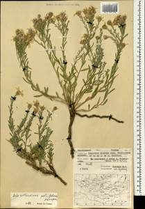 Asterothamnus poliifolius Novopokr., Mongolia (MONG) (Mongolia)