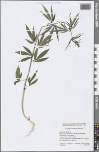 Cannabis sativa var. ruderalis (Janisch.) S. Z. Liou, Eastern Europe, Central forest-and-steppe region (E6) (Russia)