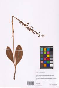 Platanthera chlorantha (Custer) Rchb., Eastern Europe, North-Western region (E2) (Russia)