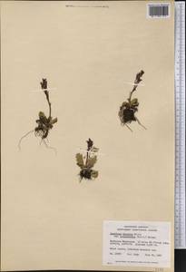 Micranthes razshivinii (Zhmylev) Brouillet & Gornall, America (AMER) (Canada)