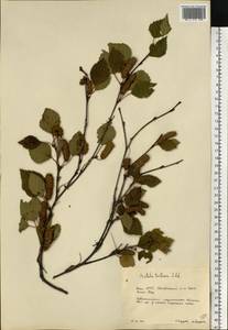 Betula pubescens var. pumila (Zanoni ex Murray) Govaerts, Eastern Europe, Eastern region (E10) (Russia)