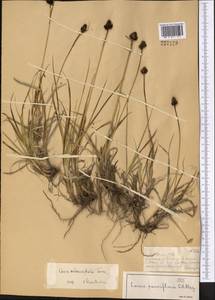 Carex melanantha C.A.Mey., Middle Asia, Dzungarian Alatau & Tarbagatai (M5) (Kazakhstan)