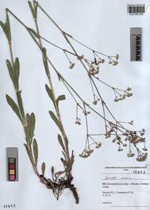 KUZ 004 363, Gypsophila altissima L., Siberia, Altai & Sayany Mountains (S2) (Russia)