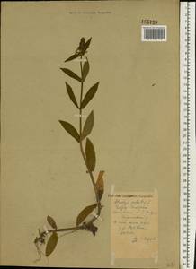 Stachys palustris L., Eastern Europe, Central forest region (E5) (Russia)