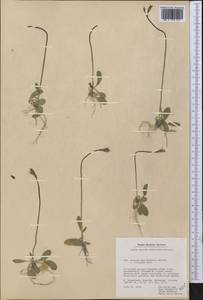 Primula egaliksensis Wormsk. ex Hornem., America (AMER) (Greenland)