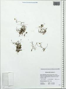 Ranunculus reptans L., Siberia, Baikal & Transbaikal region (S4) (Russia)