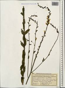 Linaria genistifolia (L.) Mill., Caucasus, Krasnodar Krai & Adygea (K1a) (Russia)