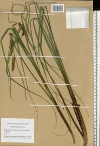 Carex rostrata Stokes , nom. cons., Eastern Europe, Central forest region (E5) (Russia)