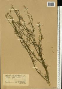 Centaurea, Eastern Europe, South Ukrainian region (E12) (Ukraine)