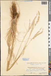 Koeleria pyramidata (Lam.) P.Beauv., Eastern Europe, North Ukrainian region (E11) (Ukraine)