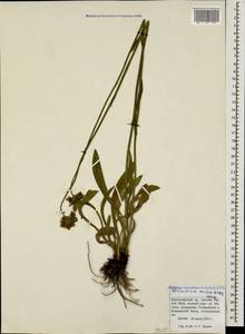 Pilosella auriculoides (Láng) Arv.-Touv., Caucasus, Krasnodar Krai & Adygea (K1a) (Russia)
