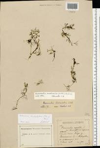 Ranunculus trichophyllus Chaix, Eastern Europe, Central forest-and-steppe region (E6) (Russia)