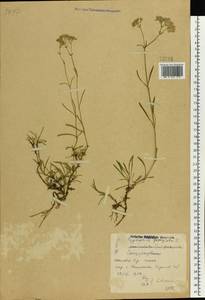 Gypsophila fastigiata L., Eastern Europe, North Ukrainian region (E11) (Ukraine)