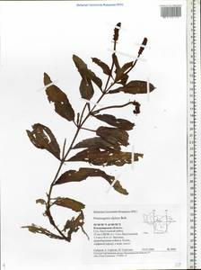 Potamogeton alpinus Balb., Eastern Europe, Central region (E4) (Russia)