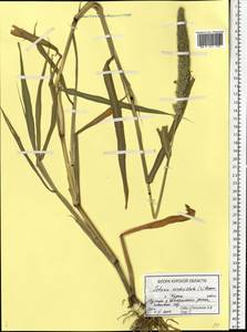 Setaria verticillata (L.) P.Beauv., Eastern Europe, Central forest-and-steppe region (E6) (Russia)