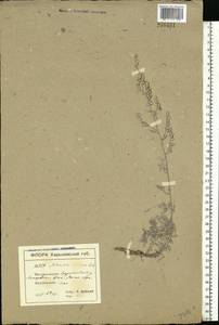 Artemisia hololeuca M. Bieb. ex Besser, Eastern Europe, North Ukrainian region (E11) (Ukraine)