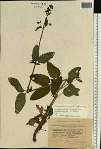 Scrophularia scopolii Hoppe, Eastern Europe, West Ukrainian region (E13) (Ukraine)