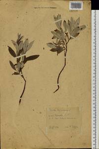 Salix lapponum L., Siberia, Western Siberia (S1) (Russia)