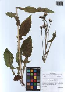 Sonchus asper (L.) Hill, Siberia, Altai & Sayany Mountains (S2) (Russia)