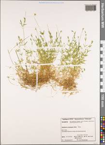 Stellaria longipes subsp. longipes, Siberia, Central Siberia (S3) (Russia)