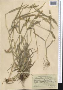 Echinochloa crus-galli (L.) P.Beauv., Middle Asia, Muyunkumy, Balkhash & Betpak-Dala (M9) (Kazakhstan)