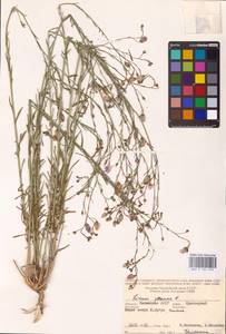 Linum perenne L., Eastern Europe, Lower Volga region (E9) (Russia)