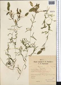 Potamogeton gramineus L., Middle Asia, Northern & Central Kazakhstan (M10) (Kazakhstan)