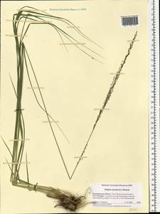 Molinia caerulea (L.) Moench, Eastern Europe, Central region (E4) (Russia)