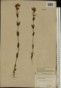 Centaurium erythraea Rafn, Eastern Europe, Central forest-and-steppe region (E6) (Russia)