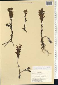 Pedicularis venusta Schangin ex Bunge, Siberia, Altai & Sayany Mountains (S2) (Russia)