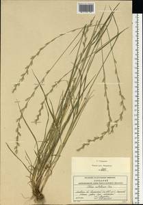 Lolium multiflorum Lam., Eastern Europe, Moscow region (E4a) (Russia)