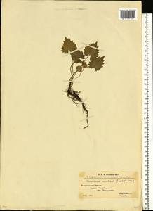 Doronicum carpaticum (Griseb. & Schenk) Nyman, Eastern Europe, West Ukrainian region (E13) (Ukraine)