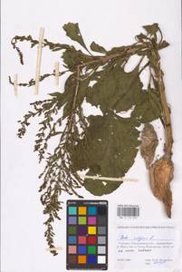 Beta vulgaris L., Eastern Europe, South Ukrainian region (E12) (Ukraine)