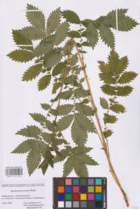 Agrimonia procera Wallr., Eastern Europe, Western region (E3) (Russia)