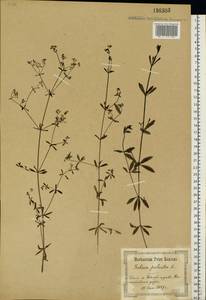 Galium palustre L., Eastern Europe, North Ukrainian region (E11) (Ukraine)