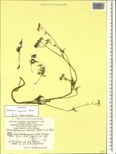 Anthriscus ruprechtii Boiss., Caucasus, North Ossetia, Ingushetia & Chechnya (K1c) (Russia)