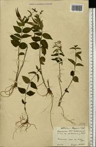 Vincetoxicum hirundinaria subsp. stepposum (Pobed.) Markgr., Eastern Europe, Eastern region (E10) (Russia)
