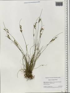 Juncus tenuis Willd., Eastern Europe, Central forest region (E5) (Russia)